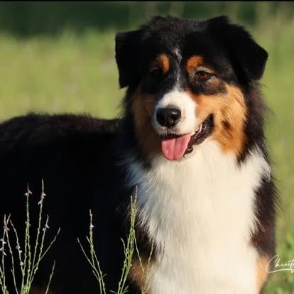 Zuey — Blue Merle & White Australian Shepherd