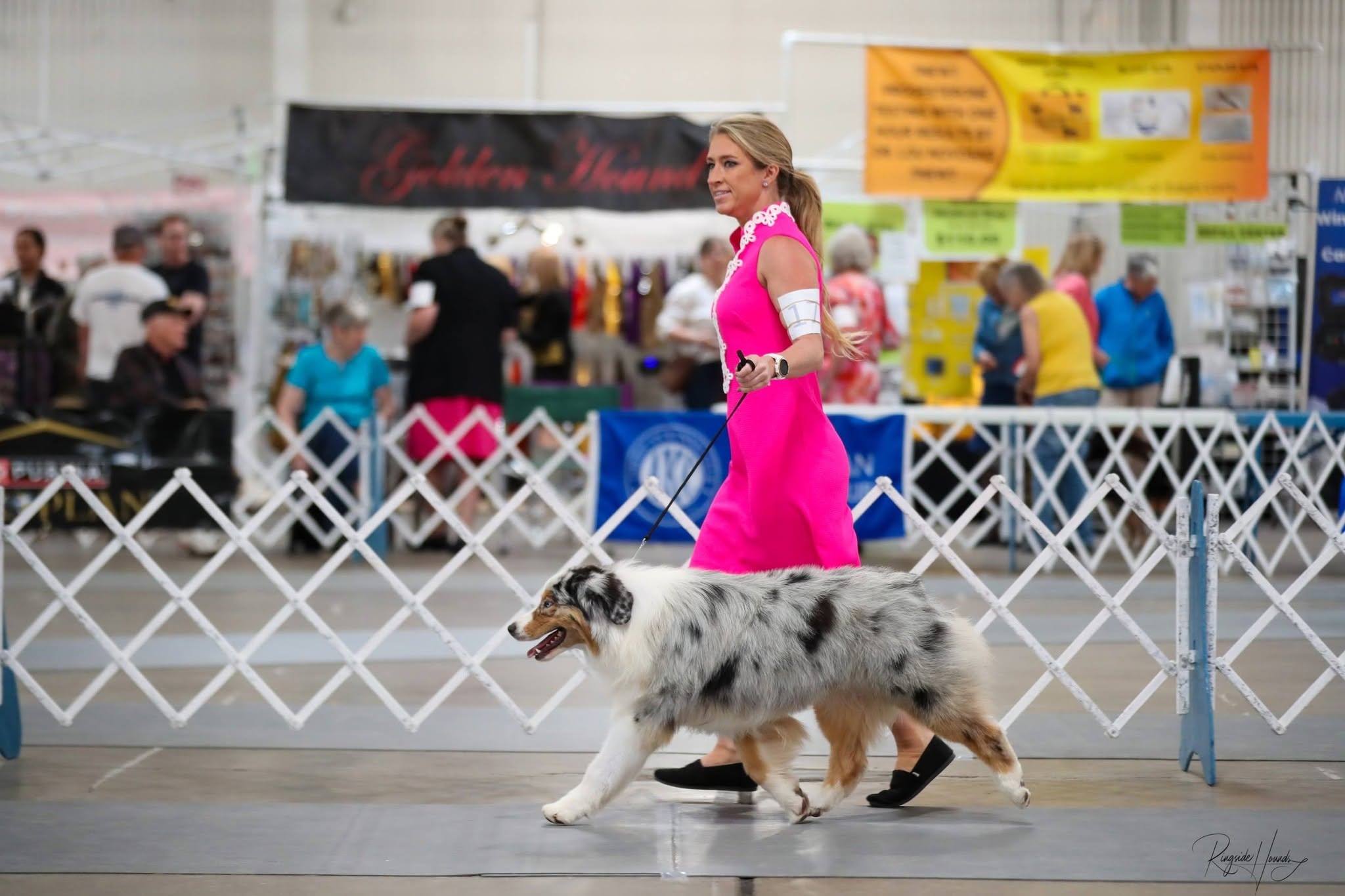 Major — Kennel Club event win