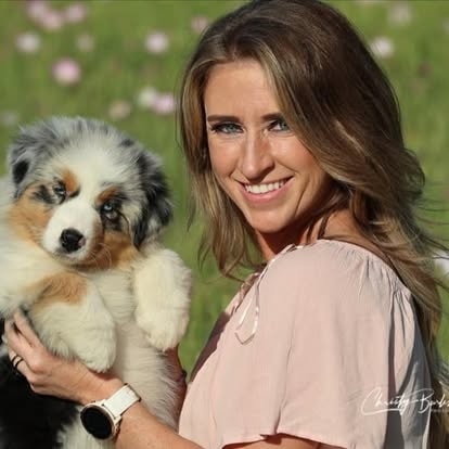Australian Shepherd portrait