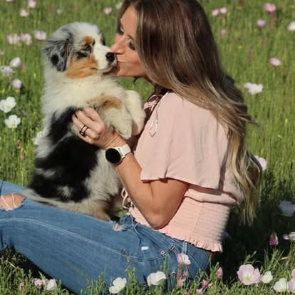 Adorable Australian Shepherd puppy